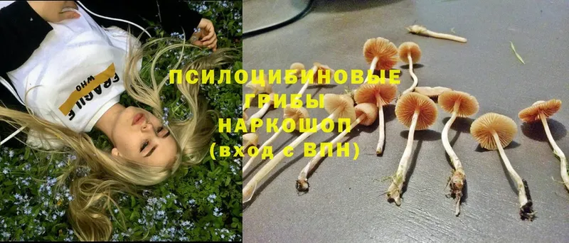 хочу   Георгиевск  Галлюциногенные грибы Psilocybine cubensis 